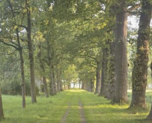 3D wandeling Landgoed Ennemaborg Groninger Landschap