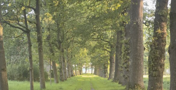 3D wandeling Landgoed Ennemaborg