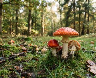 Paddenstoelenfestival 2026, Groninger Landschap, Landgoed Ennemaborg